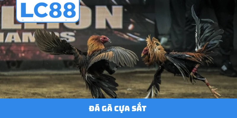 Đá Gà Cựa Sắt
