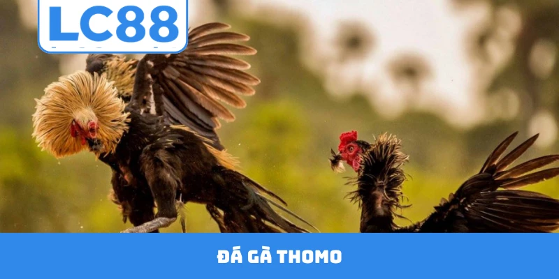 Đá Gà Thomo