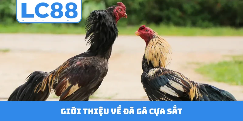 Giới thiệu về đá gà cựa sắt