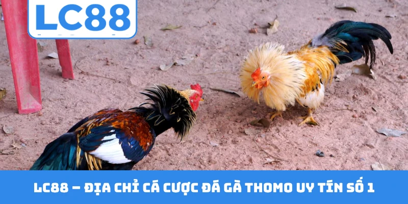 LC88 - địa chỉ cá cược đá gà Thomo uy tín số 1