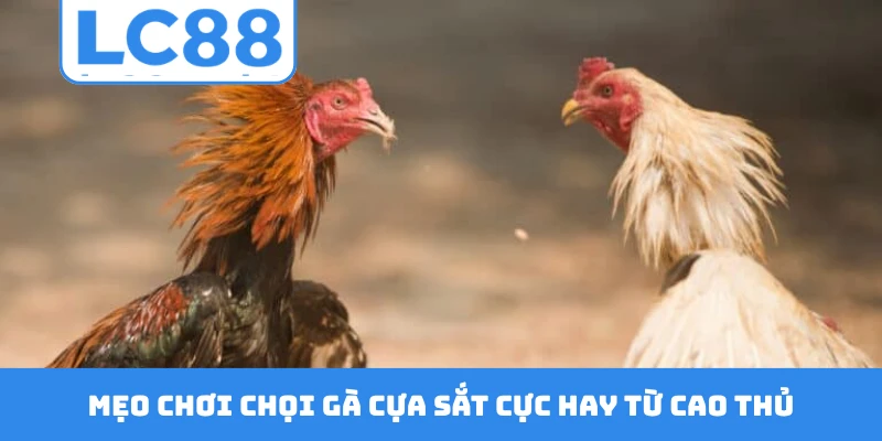 Mẹo chơi chọi gà cựa sắt cực hay từ cao thủ