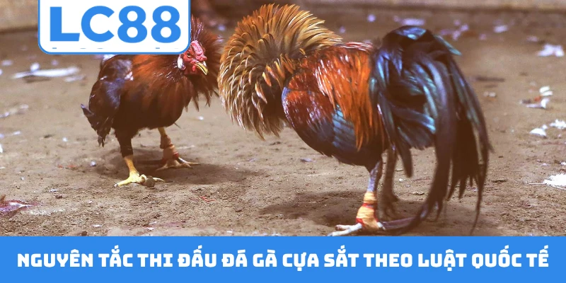 Nguyên tắc thi đấu đá gà cựa sắt theo luật quốc tế